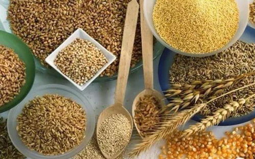 七彩藜麥繪豐收 文冠果樹綻新篇——伏龍坪街道二營村特色農(nóng)業(yè)助力新農(nóng)村發(fā)展