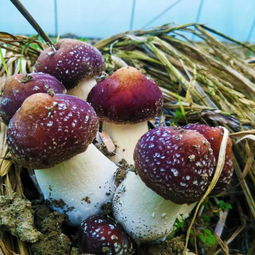 “好品山東”首屆鄉村名品評議與全國農產展銷會 谷物銷售迎來新機遇