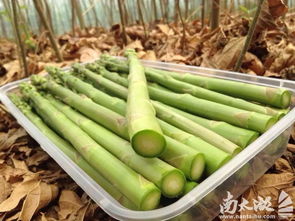蘆筍 農副產品中的美食新星